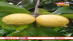 डायबिटीज के रोगियों को सुबह जरूर खाना चाहिए अमरूद