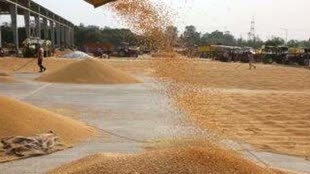 गेहूं खरीदी के लिये 20 जनवरी से शुरु होगा किसानों का पंजीयन 