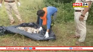 तेंदुए को करंट लगाकर निकाले दांत-नाखून, पोस्टमार्टम से हुआ मौत का बड़ा खुलासा