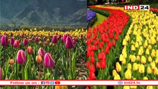 जल्द खुल रहा कश्मीर का ट्यूलिप गार्डन