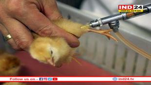 भारतीय वैज्ञानिकों ने खोजा बर्ड फ्लू का टीका