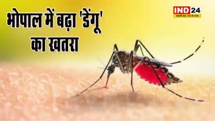 भोपाल में जोरदार बारिश के बीच बढ़ा डेंगू का खतरा, बचाव के लिए ये 5 बातें जान लीजिए