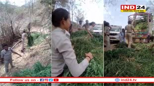 किसान ने खेतों मे उगा रखी थी गांजे की फसल, पुलिस ने छापेमारी में पकड़े 75 लाख के पौधे