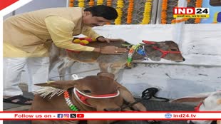 दिवाली पर CM डॉ. मोहन यादव ने की गौ सेवा