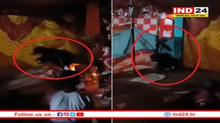 दुर्गा पंडाल में अचानक घुसा भालू