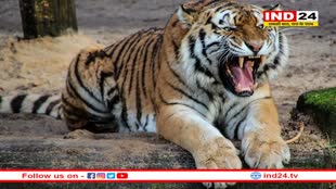 दक्षिण अफ्रीका से चीतों को लाने में देरी तय, सामने आई बड़ी वजह