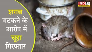 MP NEWS:  शराब गटकने के आरोप में चूहा ‘गिरफ्तार’, पुलिस अब अदालत में करेगी पेश