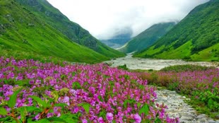 Valley of Flowers: मानसून में 500 तरह के फूलों से महकी फूलों की घाटी