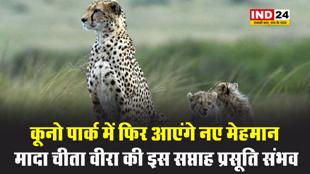 कूनो पार्क में फिर आएंगे नए मेहमान, मादा चीता वीरा की इस सप्ताह प्रसूति संभव