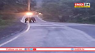 बाणसागर में हाथियों का तांडव, शहडोल-रीवा मार्ग रहा बंद