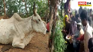 बैतूल: लंपी वायरस पर भी अंधविश्वास का खेल, ग्रामीणों ने लिया पूजा पाठ का सहारा