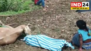 CG News : बिजली विभाग की लापरवाही ने ली, किसान और बैल की जान...