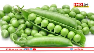 इन लोगों को जरूर खानी चाहिए हरी मटर, सर्दी के सीजन में हर दिन करें उपयोग