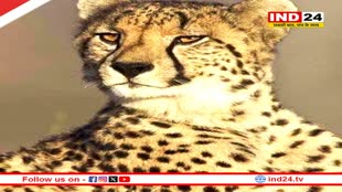 अंतरराष्ट्रीय चीता दिवस पर नर चीता अग्नि और वायु को छोड़ा जाएगा बाहर 