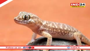 घर में घूम रही छिपकलियों से हैं परेशान तो अपनाएं ये तरीके...