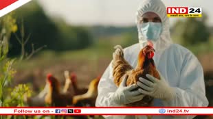 Bird Flu के दौरान चिकन खाने से क्या हो सकता है? 
