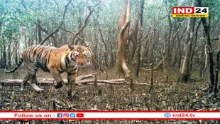 जंगल में छोड़ा गया चीता राजस्थान में घुसा, बेहोश कर लाया गया कुनो नेशनल पार्क