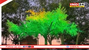 फॉरेस्ट विभाग नगरपालिका की लापरवाही, हरे पेड़ों पर लगाई एलईडी लाइट