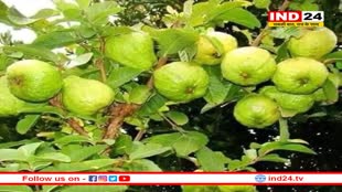 सीहोरी शरबती गेहूं के बाद अब देश में छाएगा सीहोरी अमरूद