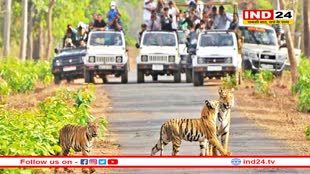पर्यटकों के लिए आई बड़ी खुशखबरी, एक अक्तूबर से टाइगरों को देख सकेंगे पर्यटक