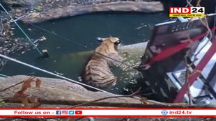 पेंच टाइगर रिजर्व के पास खुले कुएं में गिरा बाघ