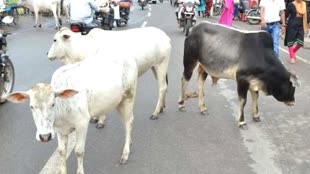 भोपाल में पशुओं को खुला छोड़ने वालों के खिलाफ होगी कड़ी कार्यवाई