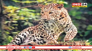 इंदौर में 10 दिन से घूम रहे तेंदुए ने किया बछड़े का शिकार