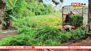 खरगोन: शेडो एरिया में हो रही थी गांजे की हाईटेक खेती, पुलिस ने रेड मार 75 लाख का गांजा जब्त किया