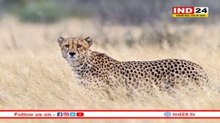  हाथी और ड्रोन के बाद अब हेलीकाप्टर से खोजी जाएगी मादा चीता निर्वा
