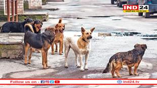सुप्रीम कोर्ट के आदेश के बाद MP के आवारा कुत्तों का क्या होगा? 