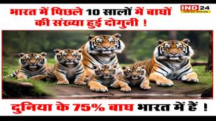 दुनिया में बाघों की कुल संख्या का करीब 75% अब भारत में हैं।