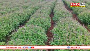 अश्वगंधा जड़ी-बूटी की खेती कर मालामाल होंगे किसान, पलटेगी किस्मत 