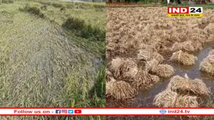 विंध्य क्षेत्र में भारी बारिश ने मचाई तबाही, धान की फसल हुई बर्बाद 