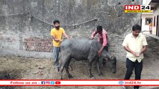 मवेशियों को ज़हर देकर मारने का मामला, पशुपालकों की बढ़ी चिंता