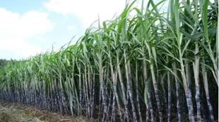 Modi सरकार की किसानों को सौगात, गन्ना की खेती करने वालों के लिए किया ये अहम ऐलान 