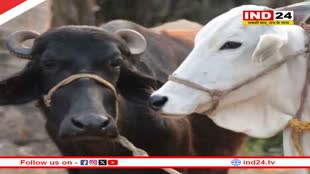 एमपी में अब जानवरों का फ्री होगा वैक्सिनेशन, पशुपालन विभाग ने जारी किया आदेश