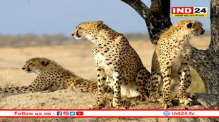 देश में पहली बार होगी चीतों की शिफ्टिंग, मिलेगा नया आशियाना