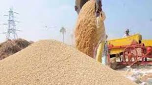 समर्थन मूल्य पर धान बेचने के लिए अब किसान 15 अक्टूबर तक करा सकेंगे पंजीयन