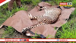 कूनो से आई दुखद खबर, ‘वीरा’ चीता के शावक की मौत