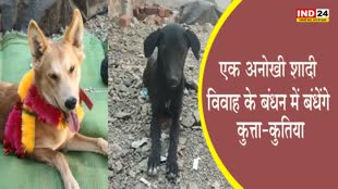 Unique Wedding : एक अनोखी शादी, विवाह के बंधन में बंधेंगे कुत्ता-कुतिया, मंगनी में जमकर लगाए समाज ने ठुमके