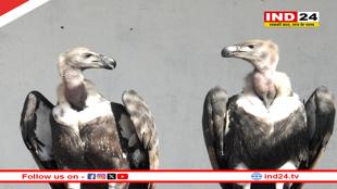 MP News: प्रदेश में गिद्धों की आज से होगी गणना