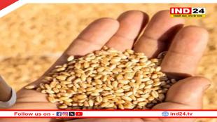 मध्यप्रदेश में गेहूं खरीदी, 20 जनवरी से 31 मार्च तक होंगे रजिस्ट्रेशन, 2425 रुपए के समर्थन मूल्य पर फसल खरीदेगी सरकार