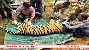 बांधवगढ़ से रेस्क्यू की गई बाघिन वन विहार पहुंची, तीन महीने चली निगरानी के बाद लिया गया फैसला