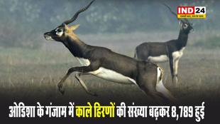Odisha News: गंजाम में काले हिरणों की संख्या बढ़कर 8,789 हुई