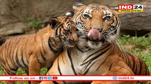 MP: 'प्रोजेक्ट चीता' 3.O में रोड़ा!