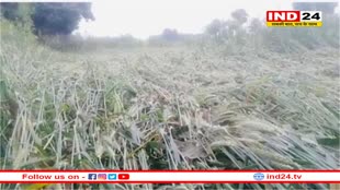 तेज बारिश और ओलावृष्टि ने रबी की फसल को बड़ा नुकसान, किसानों के बीच मचा त्राहिमाम