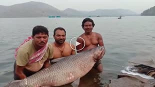 CG NEWS : विशालकाय मछली का वीडियो सोशल मीडिया में खूब हो रहा है वायरल, देखने के लिए उमड़ी लोगो की भीड़....