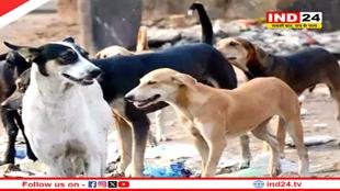 ग्वालियर में बढ़ा आवार कुत्तों का आतंक, दो मासूमों पर किया हमला