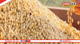 मध्यप्रदेश में आज से शुरू होगी सोयाबीन की खरीदी, 15 दिन में बैंक खाते में आएगी राशि