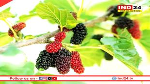 गर्मियों में रोज सुबह खाली पेट खा लें इस फल का पत्ता, मिलेंगे अनेक फायदे